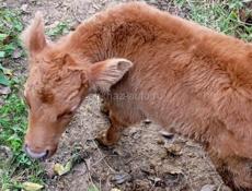 Продаётся Бычёк