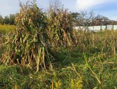 Продается чало