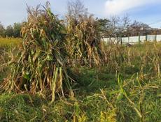 Продается чало