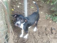 Пропала собака