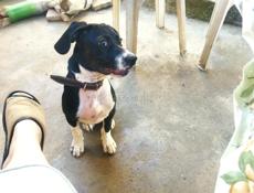 Пропала собака 