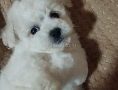 Щенки Бишонов