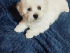 Щенки Бишонов