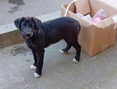 Звонить или писать на вотсапп 7752026 Отдам хорошего щенка в добрые руки  Ласковый игривый спокойный озорной  Центральный рынок