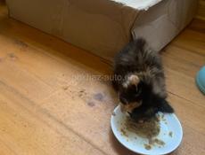 Отдам в добрые руки 