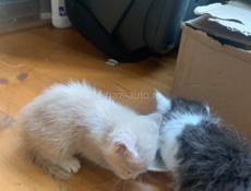 Отдам в добрые руки