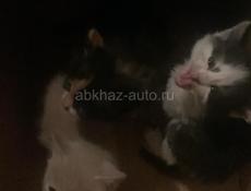 Отдам в добрые руки