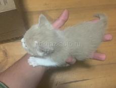 Отдам в добрые руки