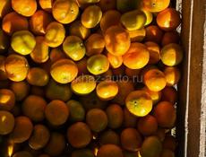 Сбор мандаринов 