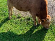 Продается бычок