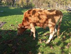 Продается бычок