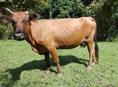 Продаю корову