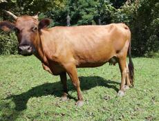 Продаю корову