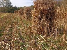 Срочно прадаеться Чала