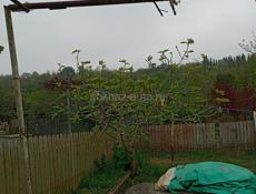 Дом заходи живи