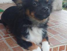 Продаём щенка чихуахуа