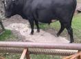 Продается бык 
