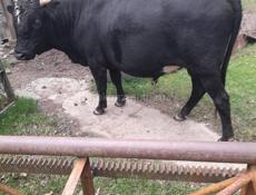 Продается бык 