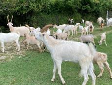 Козы по выбору или оптом