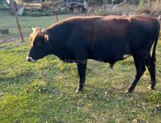 Продается бык