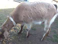 Продаю коз по 30т им по 2 года