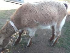 Продаю коз по 30т им по 2 года