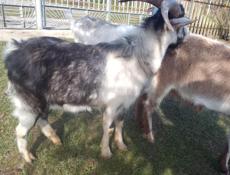 Продаю коз по 30т им по 2 года 