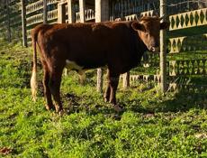 Продам телку и бычка. Калдахуара