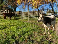 Продам телку и бычка. Калдахуара