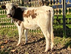 Продам телку и бычка. Калдахуара