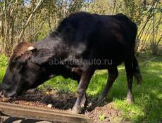 Продается телка