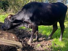 Продается телка 