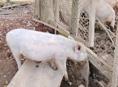 Продаются поросята 🐷 