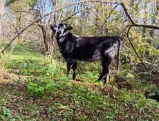 Продается теленок с Илори р Очамчира все по телефону 