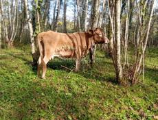 Продается корова с Илори р Очамчира все по телефону 