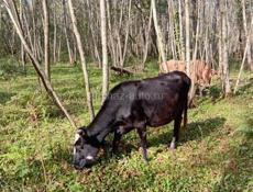 Продается корова с Илори р Очамчира все по телефону 