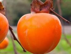 Куплю хурму,бычка,для сушки 