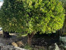 Бересклет японский