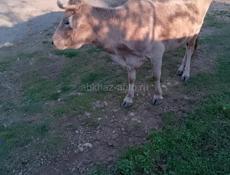 Продаю корова