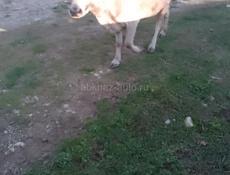 Продаю корова