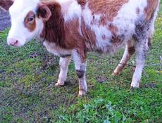 Продаю телочку 