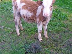 Продаю телочку 