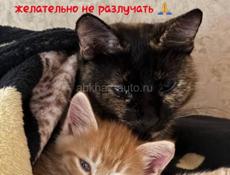 Котята в добрые руки