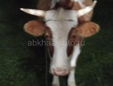 Продаётся бык