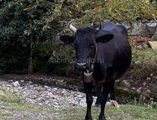 Продам корову с теленком 