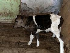 Продам корову с теленком