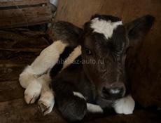 Продам корову с теленком