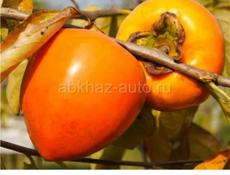 Куплю хурму бычье сердце на сушку! С ДОСТАВКОЙ! 