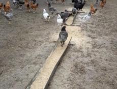 Куры домашние