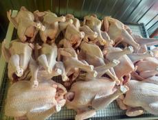 Куры домашние